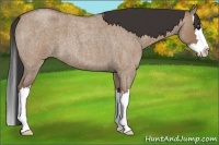 Horse Color:Bay Roan Dun Splash Brindle 
