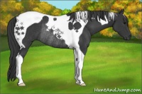 Horse Color:Black Tobiano Rabicano 