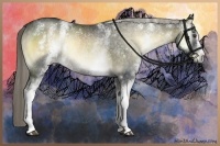 Horse Color:White Spotted Chocolate Palomino Onyx Rabicano 