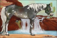 Horse Color:White Spotted Liver Chestnut Rabicano 