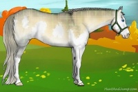 Horse Color:Plaid  Liver Red Dun Onyx Sabino Splash Rabicano 