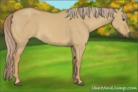 Horse Color:Palomino Dun 