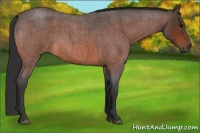 Horse Color:Bay Roan 
