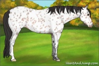 Horse Color:Bay Ice Roan Appaloosa