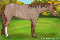 Horse Color:Red Roan 