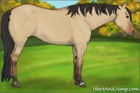 Horse Color:Bay Dun