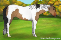 Horse Color:Gray Brown Dun Tobiano 