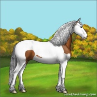 Horse Color:Bay Splash Tobiano