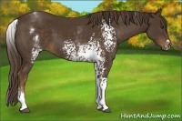 Horse Color:White Spotted Liver Chestnut