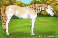 Horse Color:White Spotted Gold Champagne Splash 