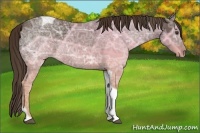 Horse Color:Liver Chestnut Ice Tobiano