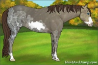 Horse Color:Liver Chestnut Ice Frame