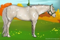 Horse Color:White Spotted Chocolate Palomino Pearl Dun
