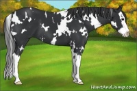 Horse Color:White Spotted Black Splash