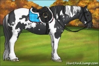 Horse Color:White Spotted Black Tobiano