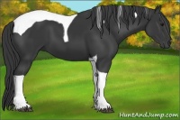 Horse Color:Black Tobiano 