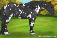 Horse Color:White Spotted Black 