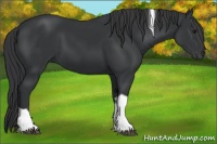 Horse Color:Black Tobiano 