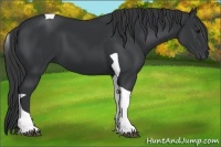 Horse Color:Black Tobiano 