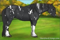 Horse Color:White Spotted Black Tobiano