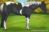 Horse Color:Black Tobiano