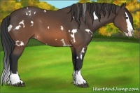 Horse Color:White Spotted Brown Splash 