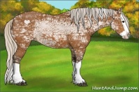 Horse Color:Silver Bay Ice Splash 