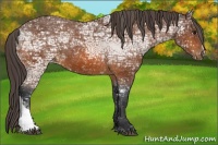 Horse Color:Bay Ice Appaloosa