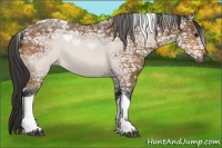 Horse Color:Buckskin Ice Tobiano 