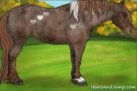Horse Color:Chestnut Ice Appaloosa 