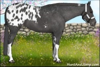 Horse Color:Black Tobiano Appaloosa 