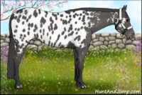 Horse Color:Black Appaloosa 
