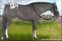 Horse Color:White Spotted Black Blanket 