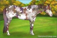 Horse Color:Nacre White Spotted Liver Chestnut Ice Frame Appaloosa