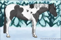 Horse Color:Smoky Blue Roan Tobiano 