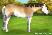 Horse Color:Sable Champagne Onyx Splash 