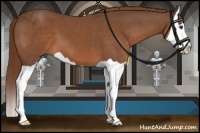 Horse Color:Chestnut Splash 