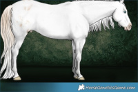 Horse Color:White Spotted Perlino Ice Appaloosa Rabicano