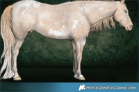 Horse Color:White Spotted Perlino Ice Appaloosa Rabicano 