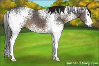 Horse Color:Gray White Spotted Brown Ice Splash 