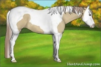 Horse Color:Chocolate Palomino Dun Splash Tobiano 