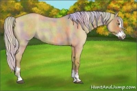 Horse Color:Nacre Silver Buckskin Roan Dun Splash 