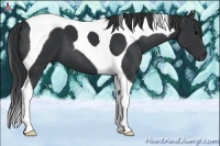 Horse Color:Black Tobiano 