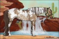 Horse Color:White Spotted Liver Red Dun Rabicano 
