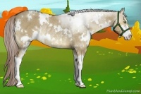 Horse Color:White Spotted Liver Red Dun Sabino Rabicano Brindle