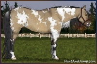 Horse Color:White Spotted Brown Dun Brindle