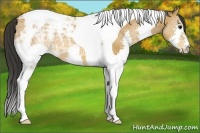 Horse Color:Bay Ice Splash Tobiano
