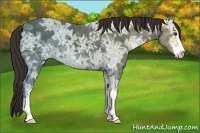 Horse Color:Liver Chestnut Ice Sabino 