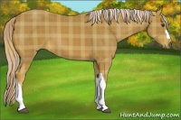 Horse Color:Plaid  Palomino 