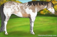 Horse Color:Bay Ice Splash 